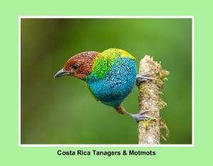 Costa Rica Tanagers & Motmots