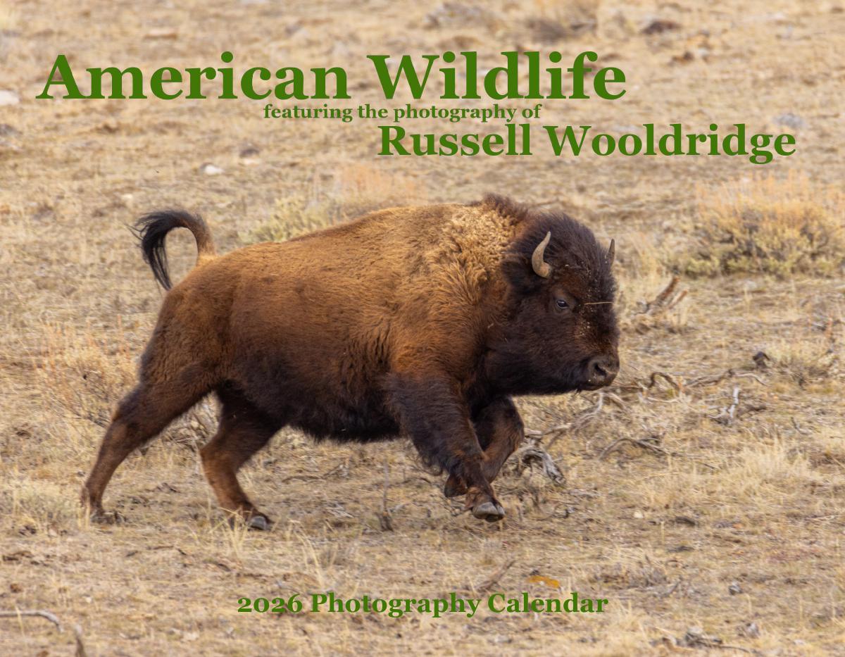 2026 American Wildlife Calendar