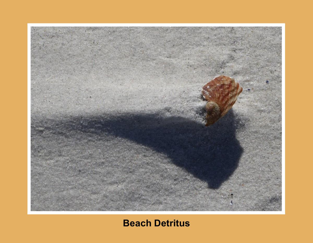 Beach Detritus 2026 Calendar