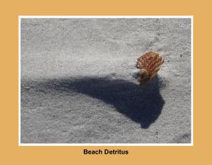 Beach Detritus 2026 Calendar