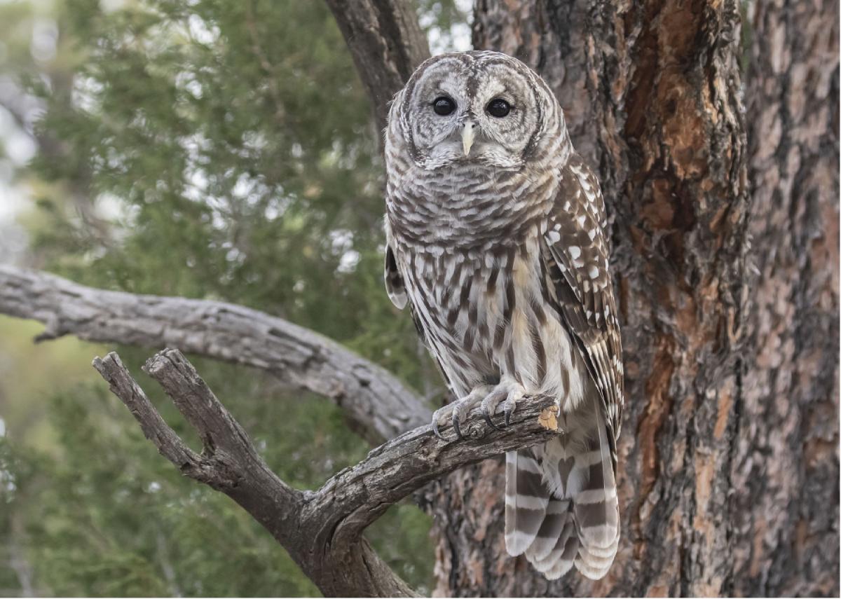 Barred Owl Greeting Card