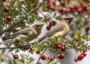 Cedar Waxwings Red and white