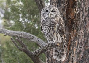 Barred Owl Greeting Card