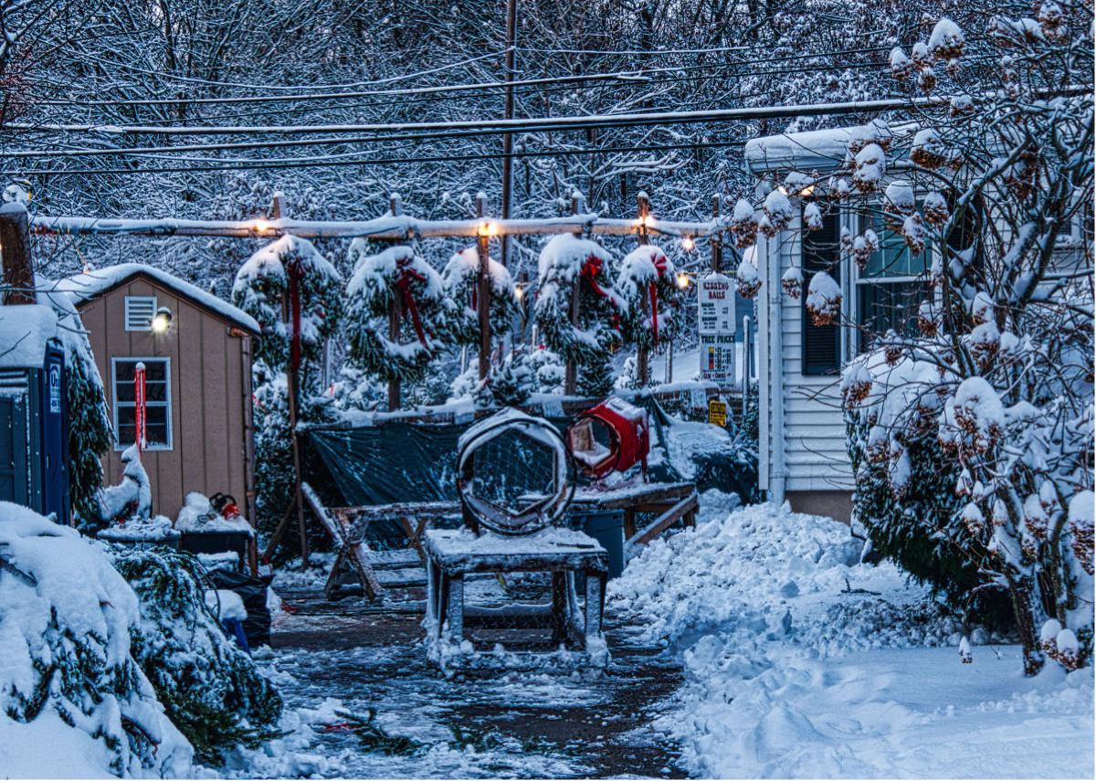 Christmas Trees at Zip's