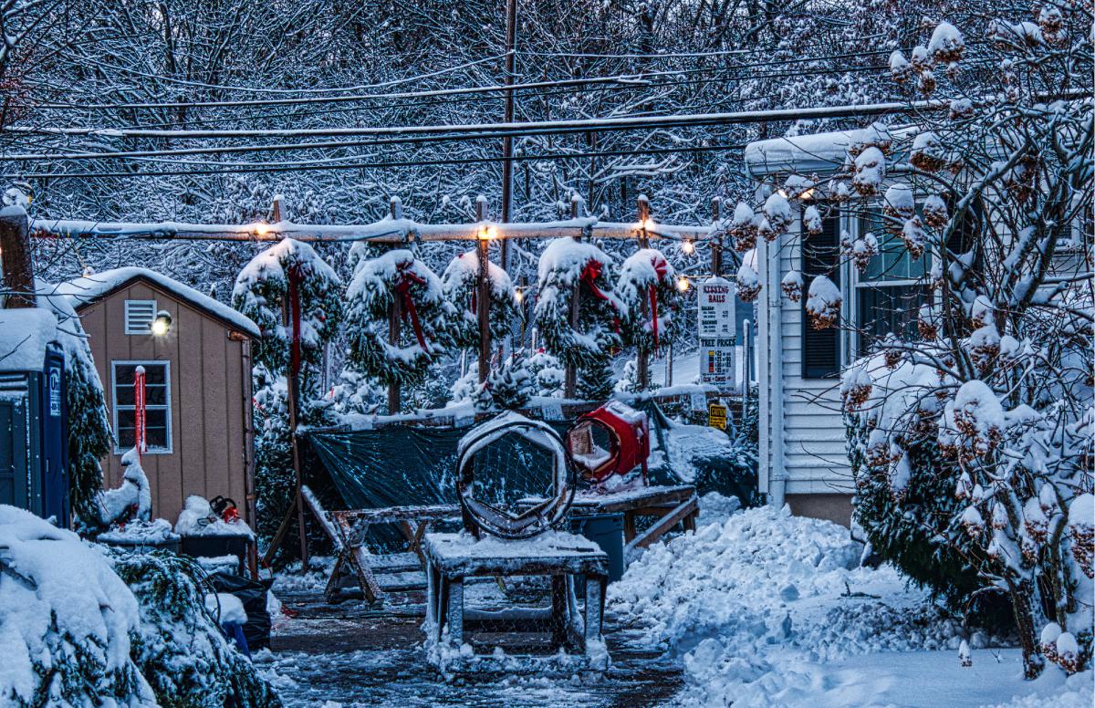Christmas Trees at Zip's