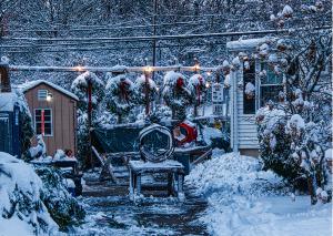 Christmas Trees at Zip's