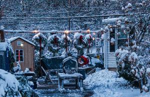 Christmas Trees at Zip's