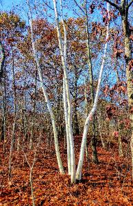 Green's Hill Birches Poster