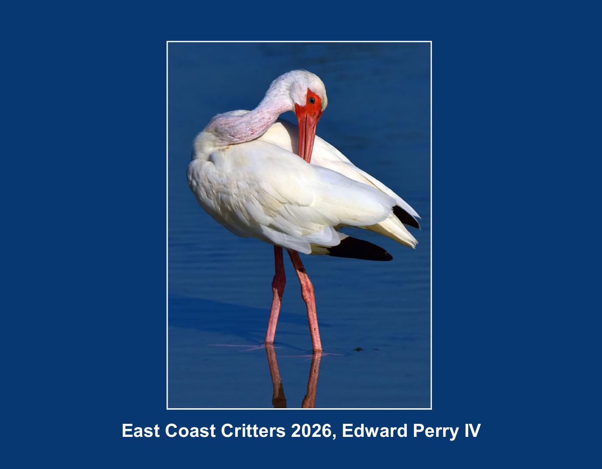 2026 East Coast Critters by Edward Perry IV