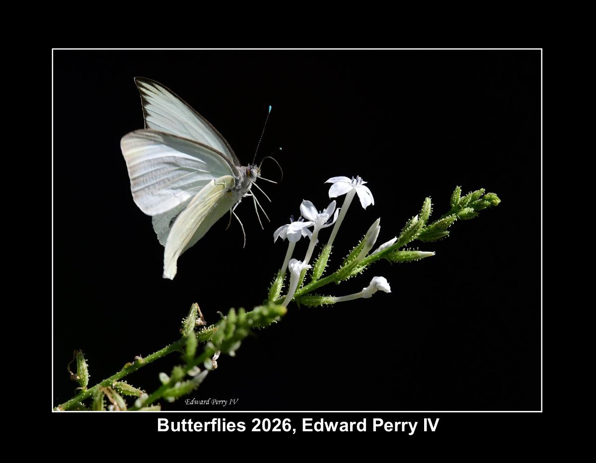 Butterflies 2026 by Edward Perry IV