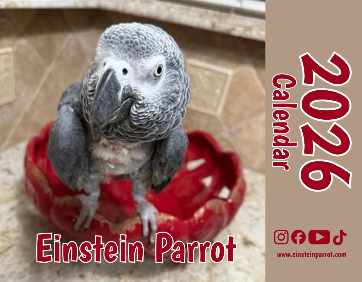 Einstein Parrot 2026 Wall Calendar
