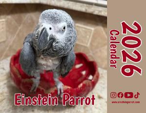 Einstein Parrot 2026 Wall Calendar