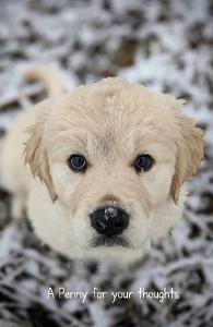 A Penny for your thoughts