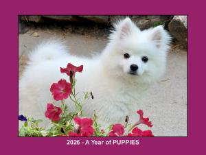 2026 Eskie Puppy Calendar