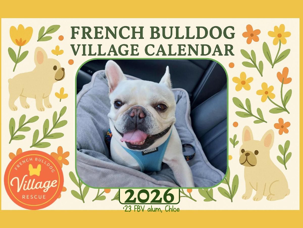 2026 French Bulldog Village Calendar