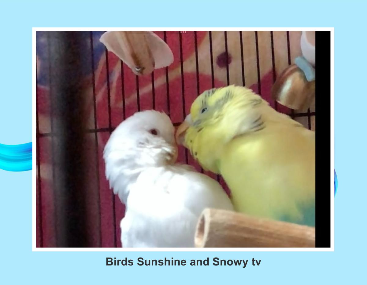Birds Sunshine and Snowy tv