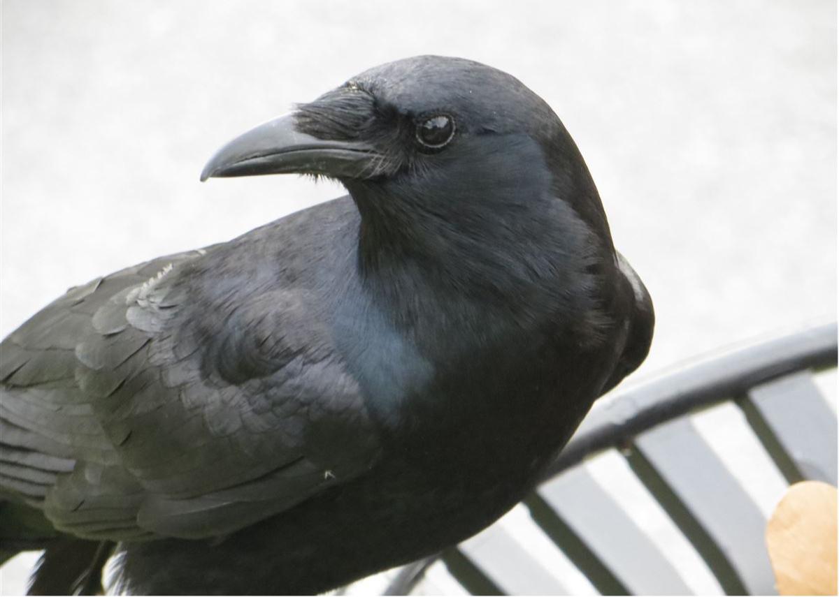 Posing Crow Card