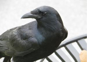 Posing Crow Card