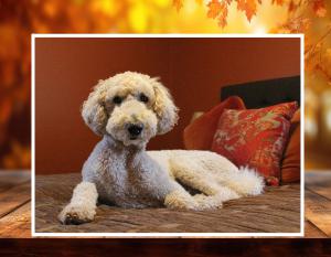 Olesia test calendar