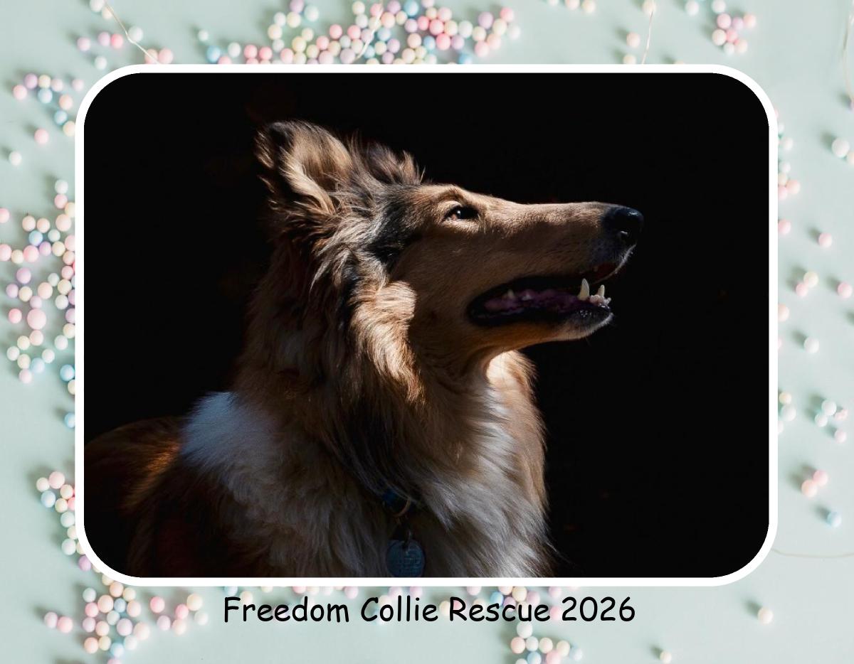 Freedom Collie Rescue 2026 Calendar