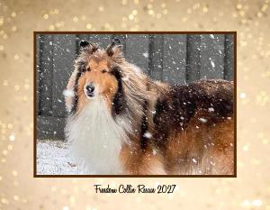 Freedom Collie Rescue 2027