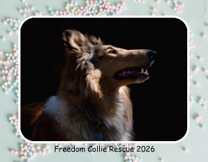 Freedom Collie Rescue 2026 Calendar