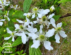 The Galaxy Gardens 2026 Calendar