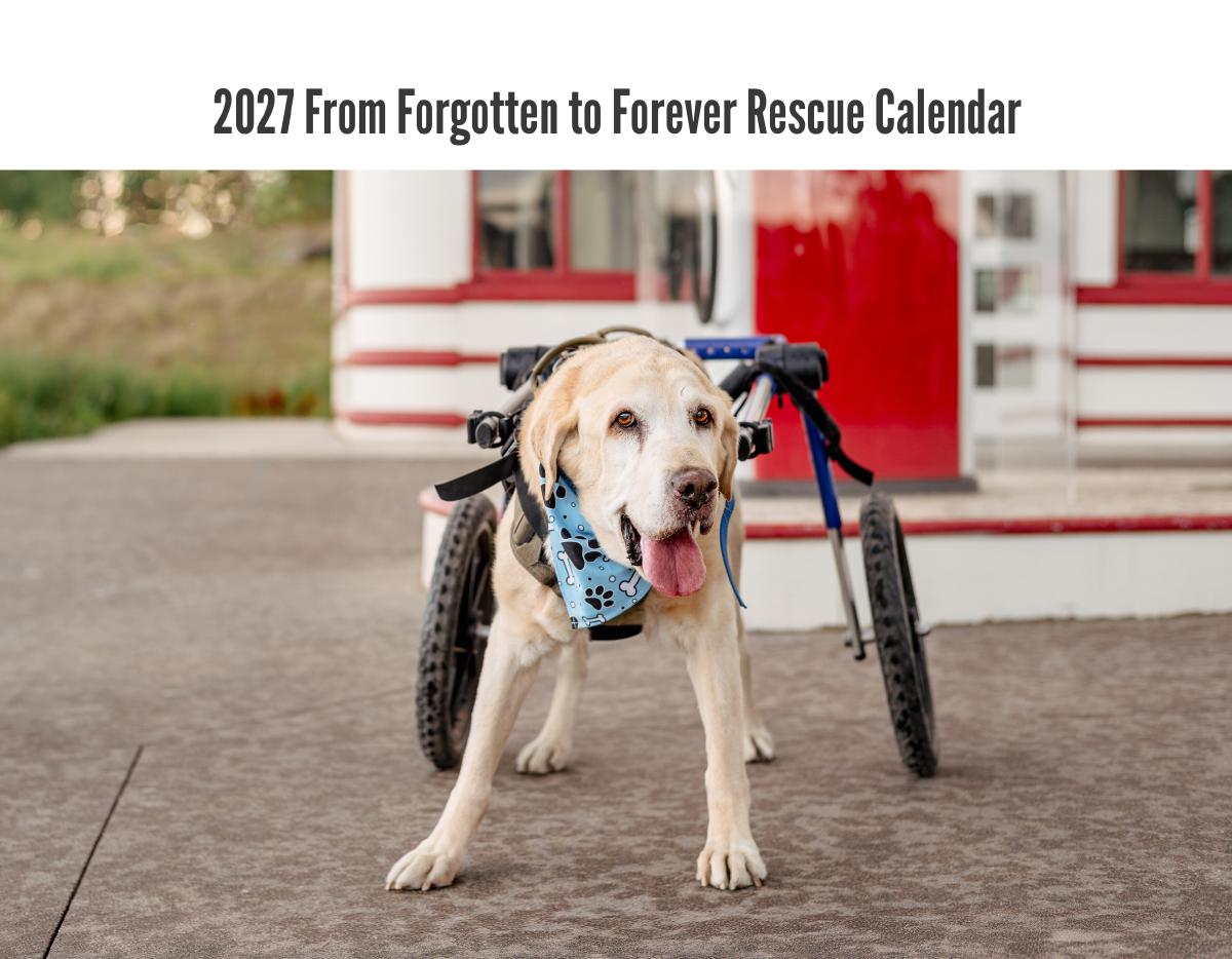 2027 From Forgotten to Forever Rescue Calendar