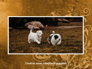 central asian shepherd alabai puppies 2025