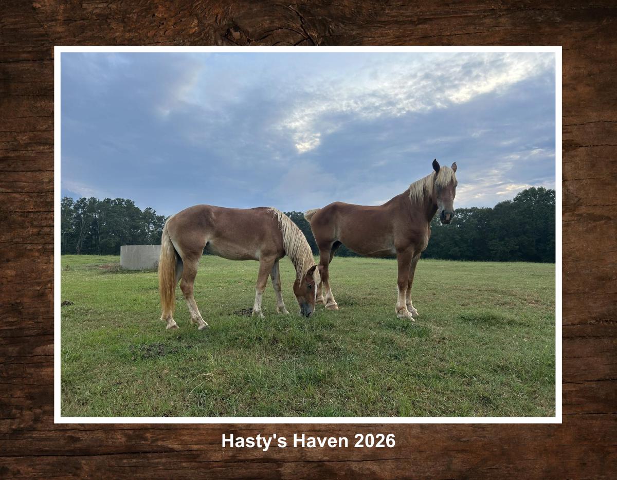 Hasty’s Haven 2026