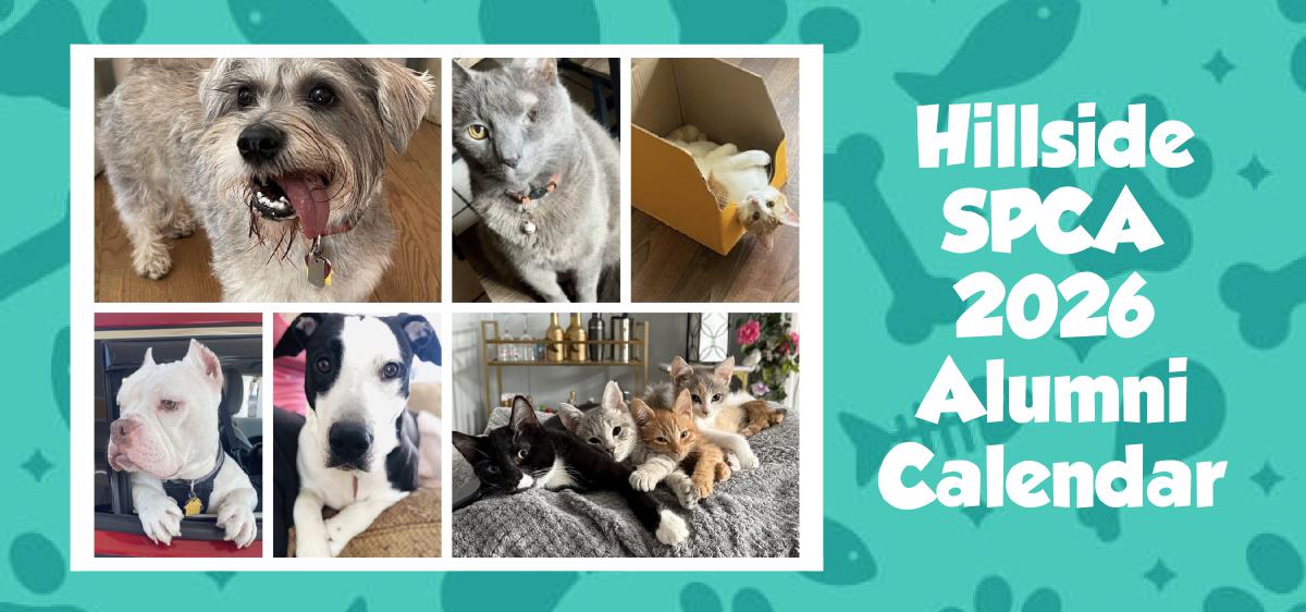 Hillside SPCA 2026 Desk Calendar