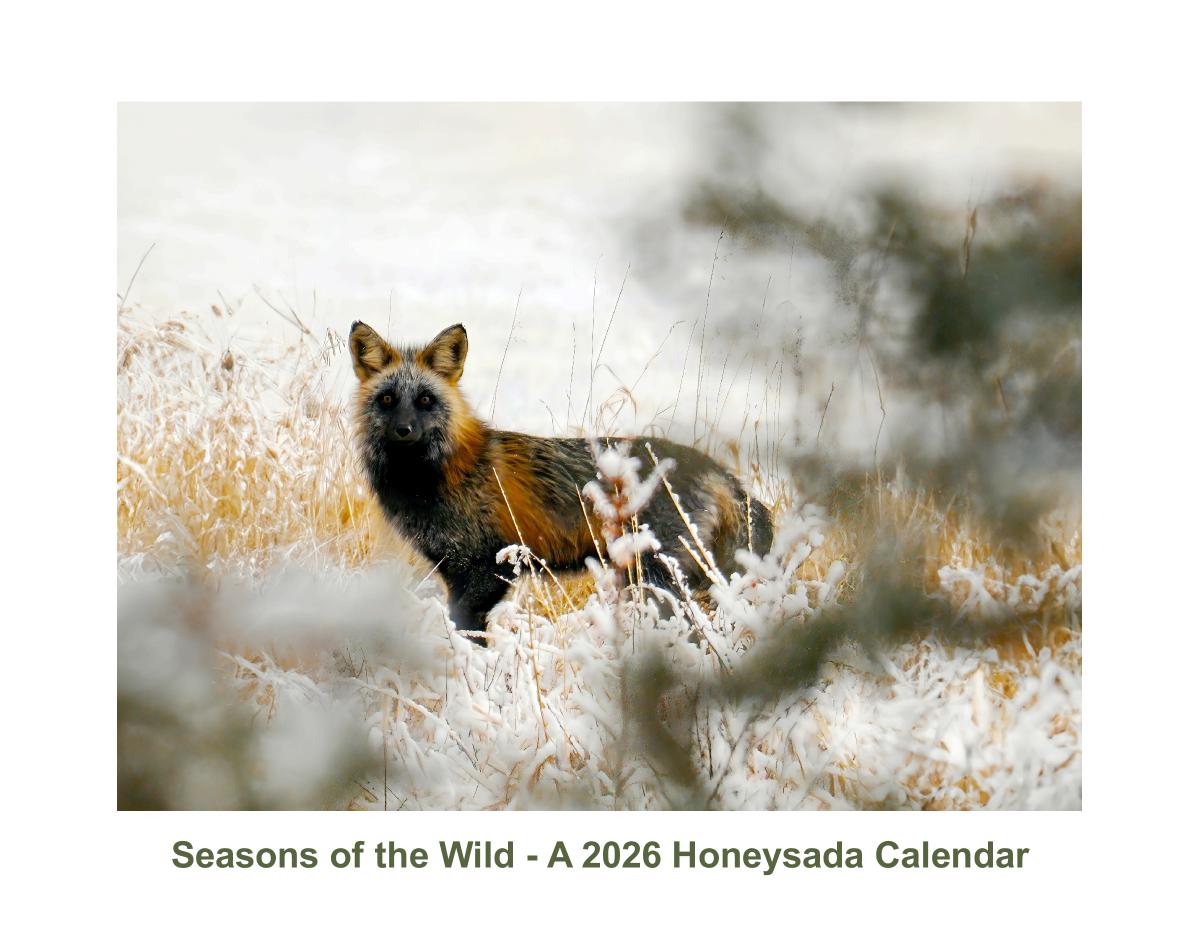 Seasons of the Wild - A 2026 Honeysada Calendar