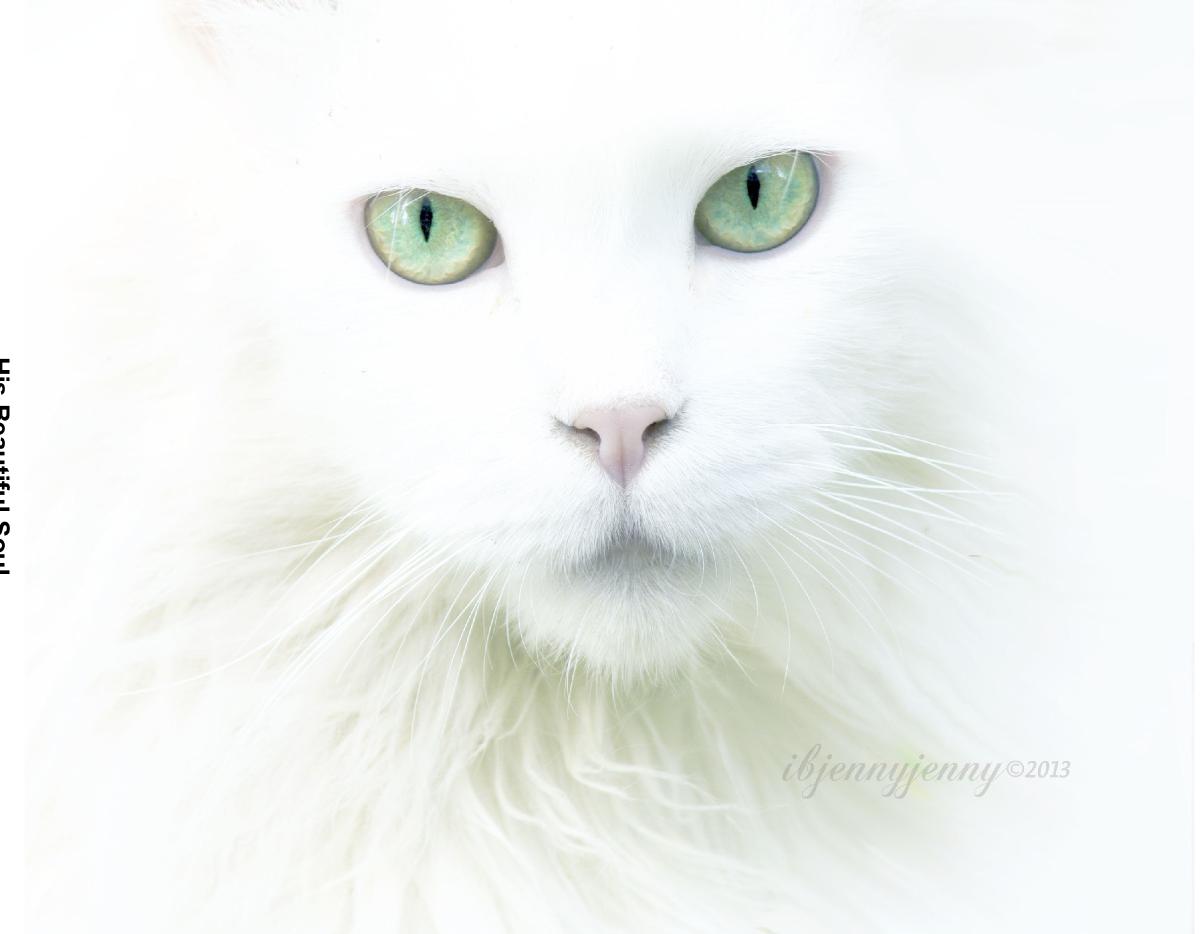 His Beautiful Soul Photo and Story Book