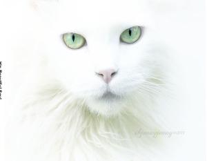 His Beautiful Soul Photo and Story Book