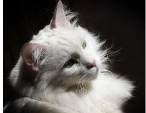 Keep a Part of Me With You Photo Book