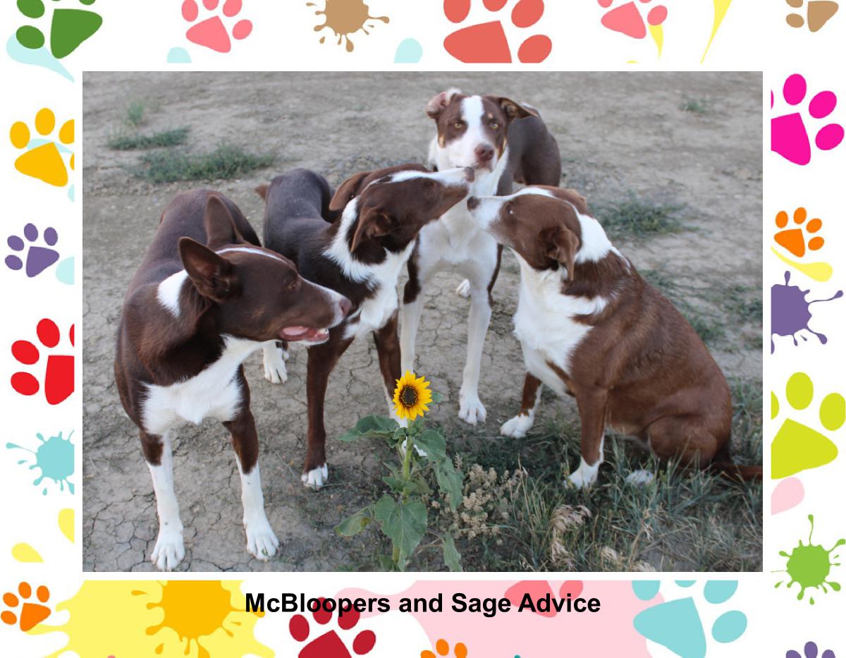 McBloopers Calendar 2026