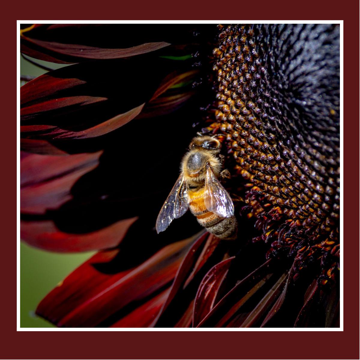 Sunflower1 Greeting Card