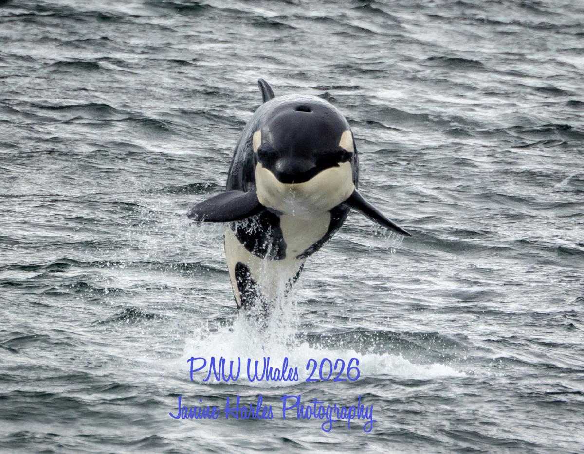 PNW Whales 2026