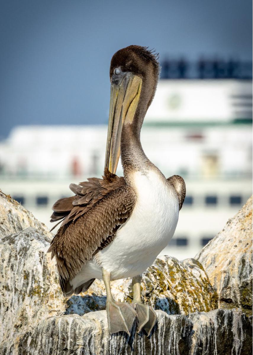 Edmonds Pelican Card