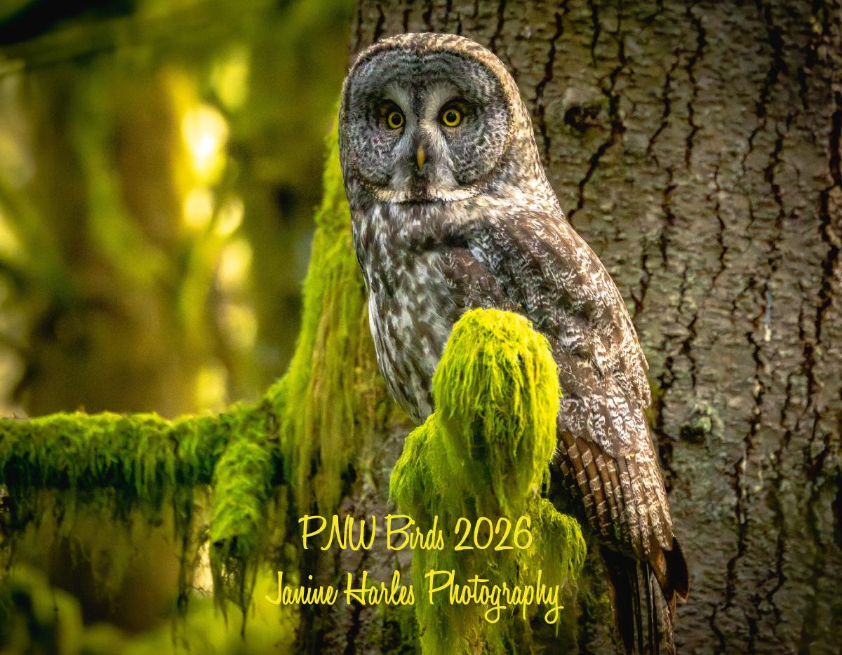 PNW Birds 2026