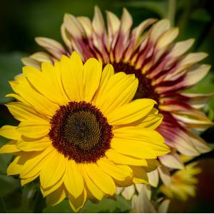 Sunflower Shadow Greeting Card