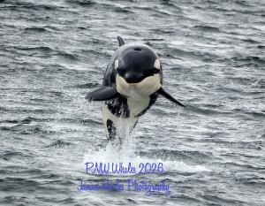 PNW Whales 2026
