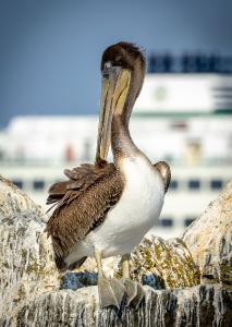 Edmonds Pelican Card