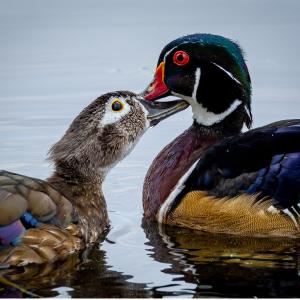 Duckie Love Greeting Card