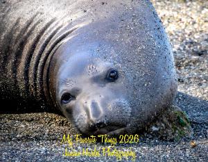 My Favorite Things 2026