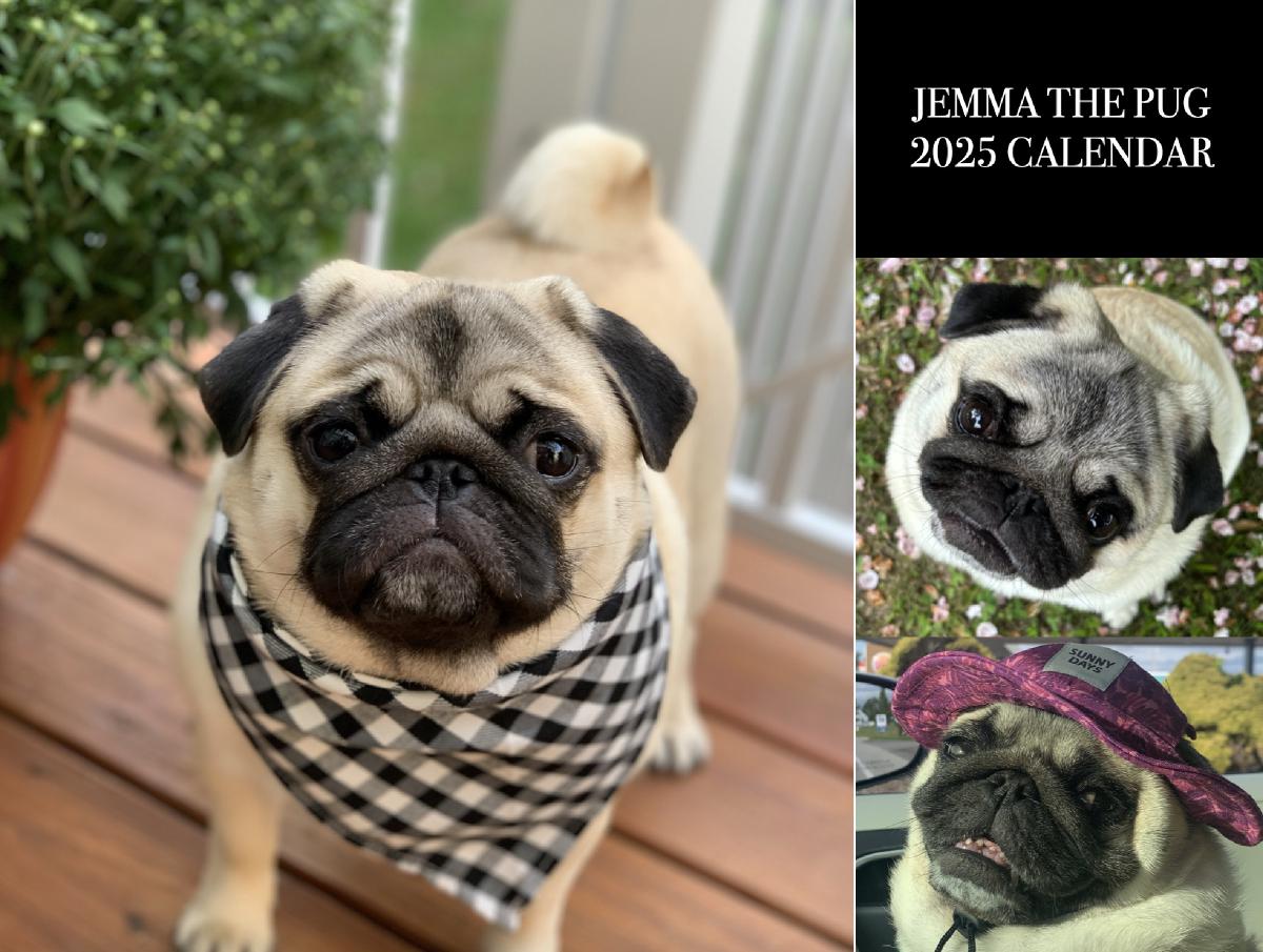 Jemma the Pug 2025 Calendar