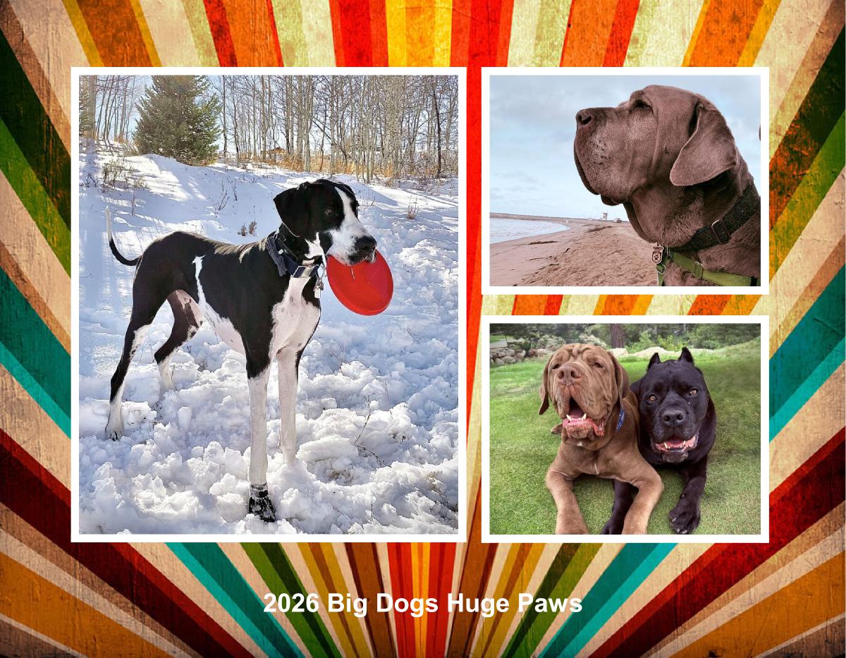 2026 Big Dogs Huge Paws