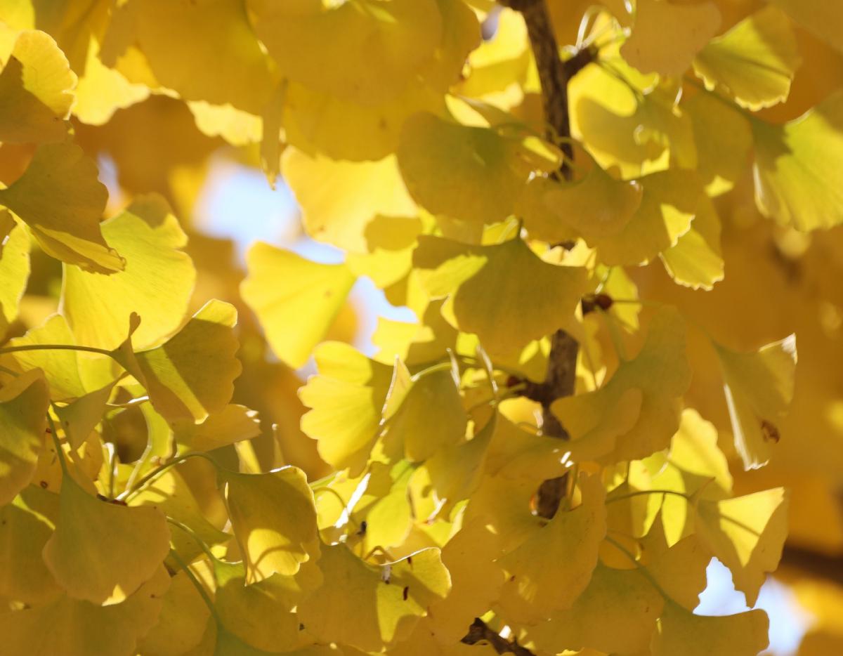 2026 Nature Calendar