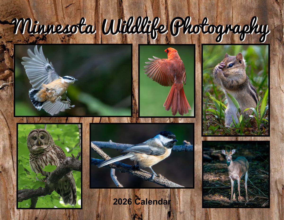 Minnesota Wildlife Photography Calendar