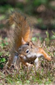 Superhero Red Squirrel